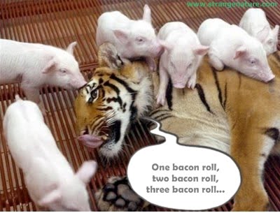 [Image: funny+pigs.jpg]