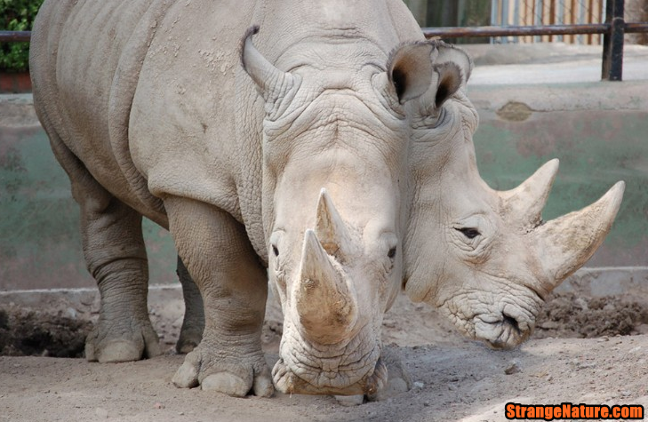 Weird Rhino
