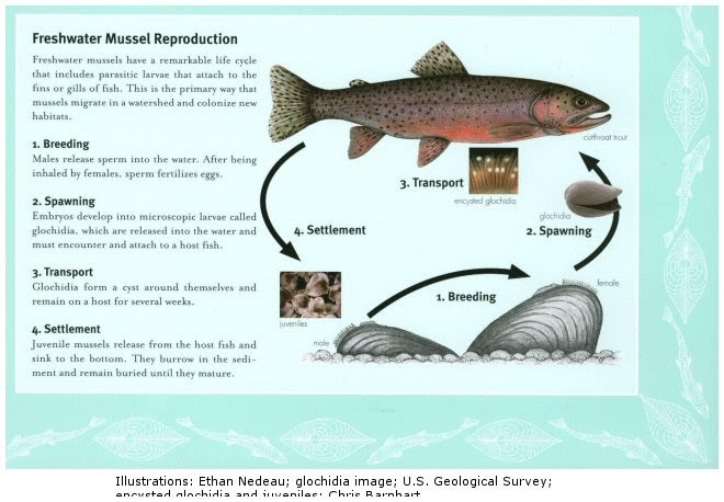 The Dish on Fish: Mussel Mania - Part 1