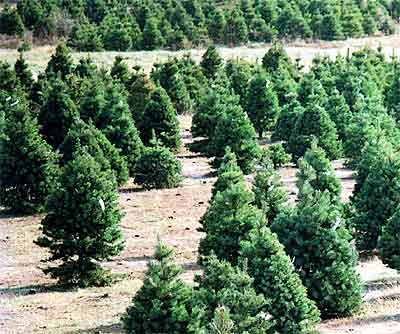 Real Christmas Trees Real Christmas Trees