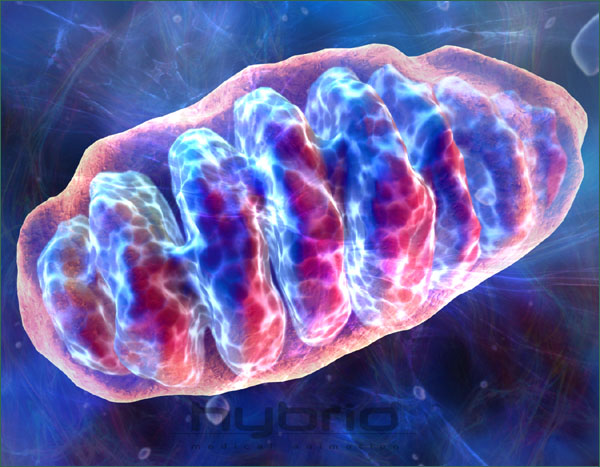 [mitochondria.jpg]