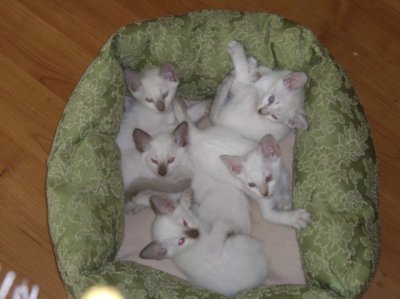 several kittens available now