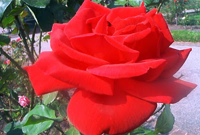 http://2.bp.blogspot.com/_epxNW-l6NdI/SCNIJZ1D-BI/AAAAAAAABKY/KBvS-o1pX9I/s400/16%2Bespectacular%2Brosa%2Broja.jpg