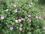 Cistus Incanus from Creta.