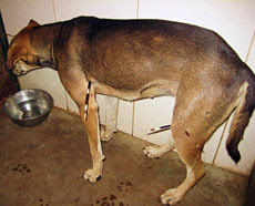 Dog with porcupine quills