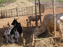 Cattle enclosure