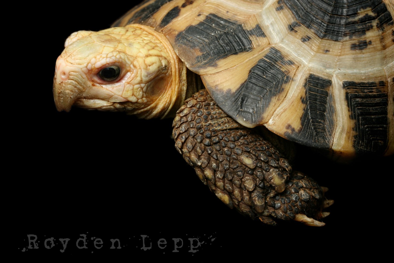 [WM_Indotestudo_elongata_Royden_Lepp_8997.jpg]