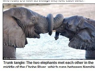 大象互握象鼻