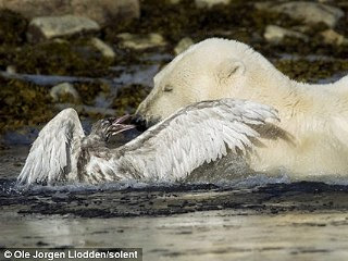 北極鷗大戰北極熊