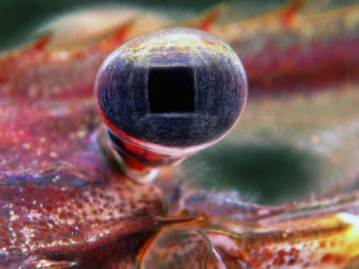 蝦瞳孔-淡水蝦的瞳孔