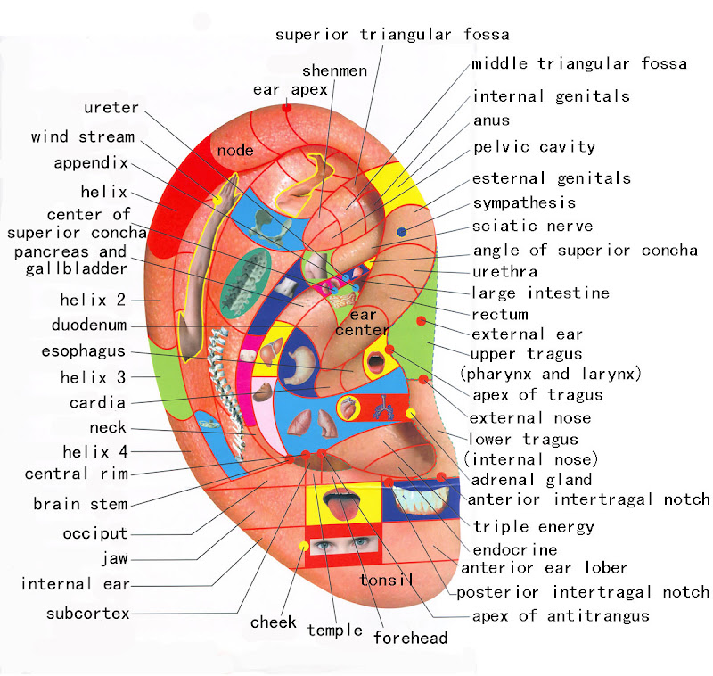 reflexology is a method of massaging specific areas of the feet hands title=