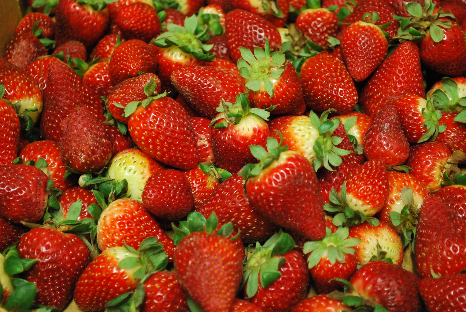 Where the wind blows me... Strawberries, farm fresh!