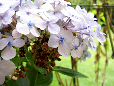 Snapshots Of Home Gardening September 2009