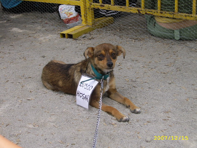 PEPIITA BUSCANDO HOGAR