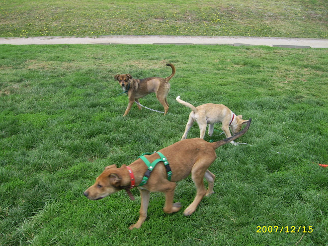 PERRITOS JUGANDO