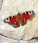 Butterfly totem