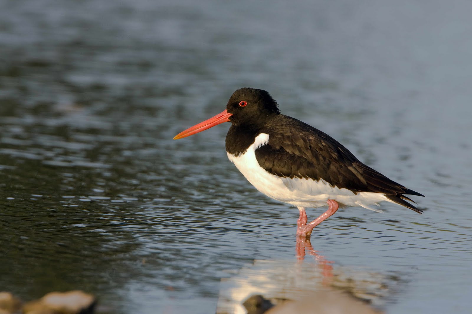 Oystercatcher Bird