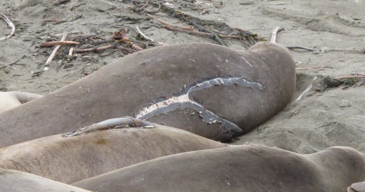 Elephant Seals of Piedras Blancas Battle scars