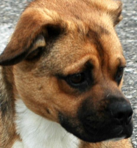Safe With Us Dog Rescue Ottawa Safe With Us Dog Rescue Ottawa