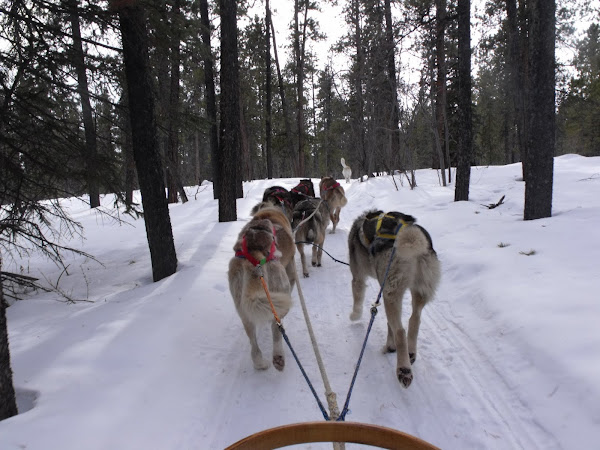 Dog Sledding!