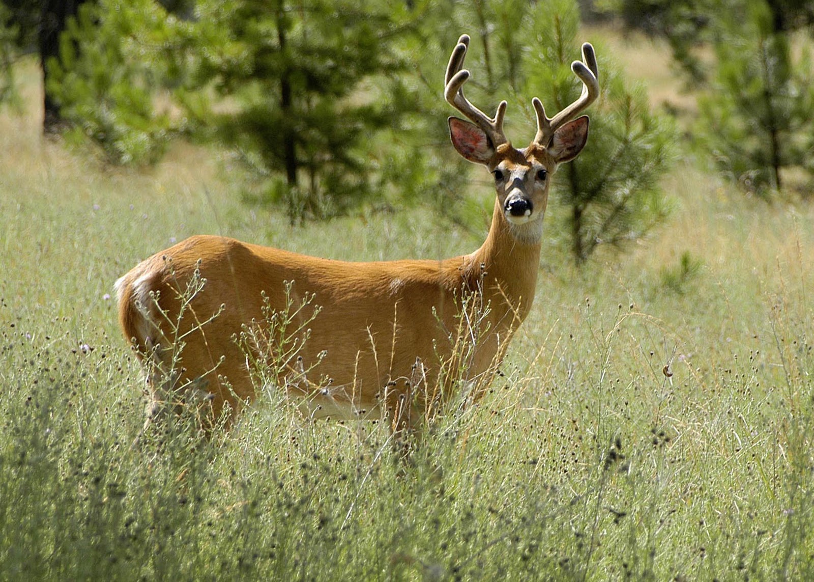 Tour 200 Adventures Sanders County Wildlife Collection