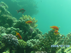 My fave Aquarium