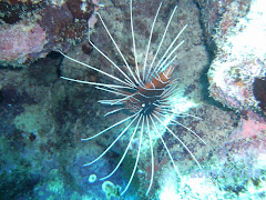 A Lionfish