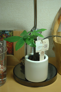 Cat Sushi Log 08 08 24 08 08 31