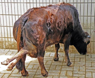 six legged cow found in china