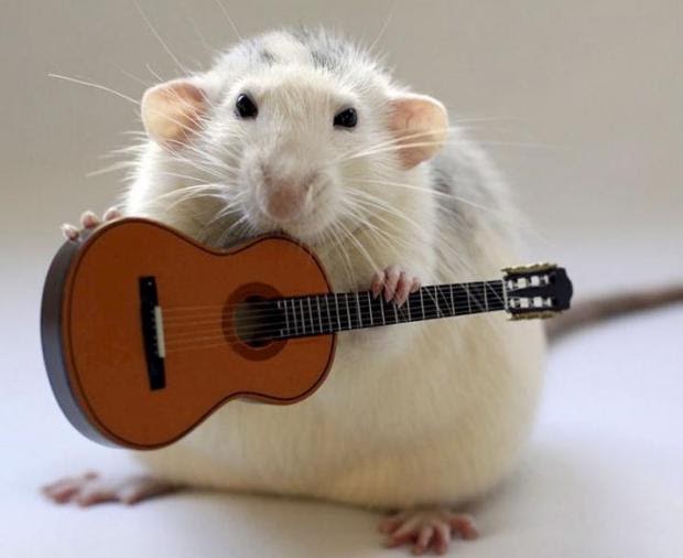 CFZ Daily News Meet The Rat Pack animals who play instruments