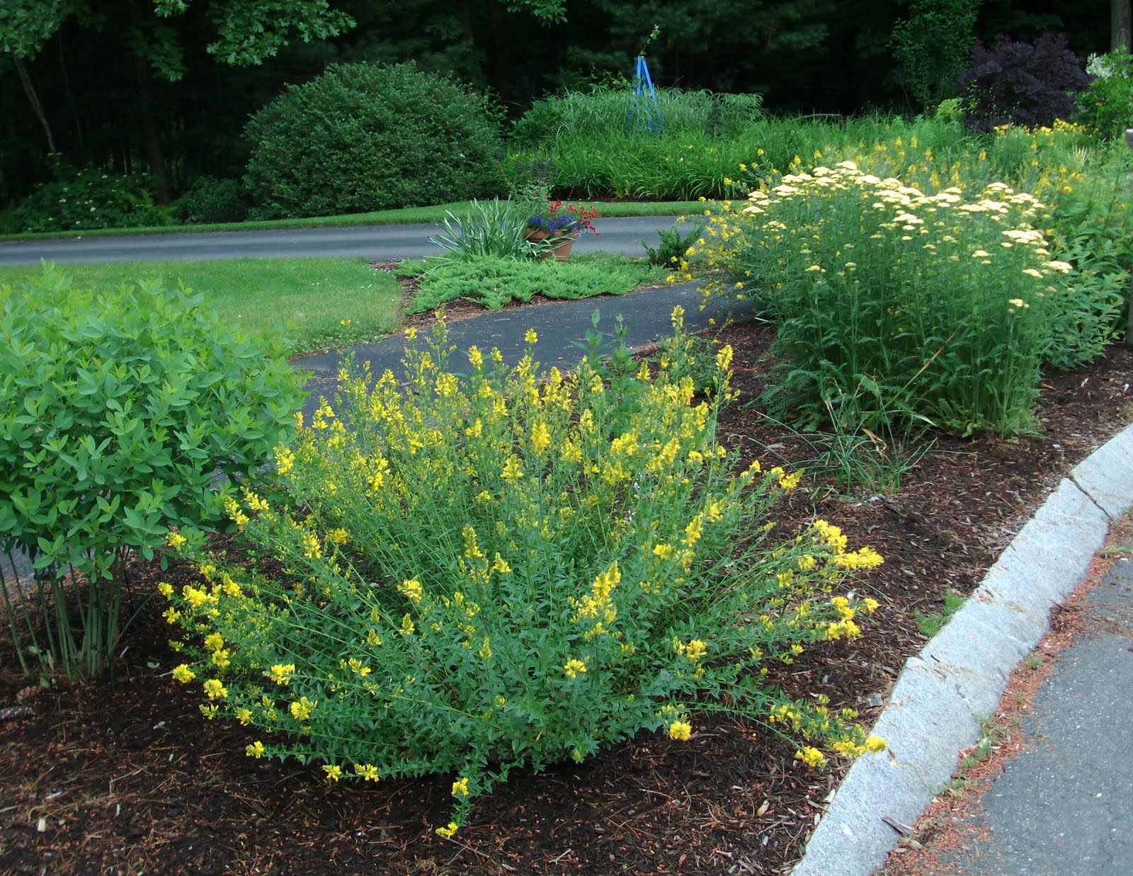 The Principal Undergardener The Xeric Garden Hits its Stride