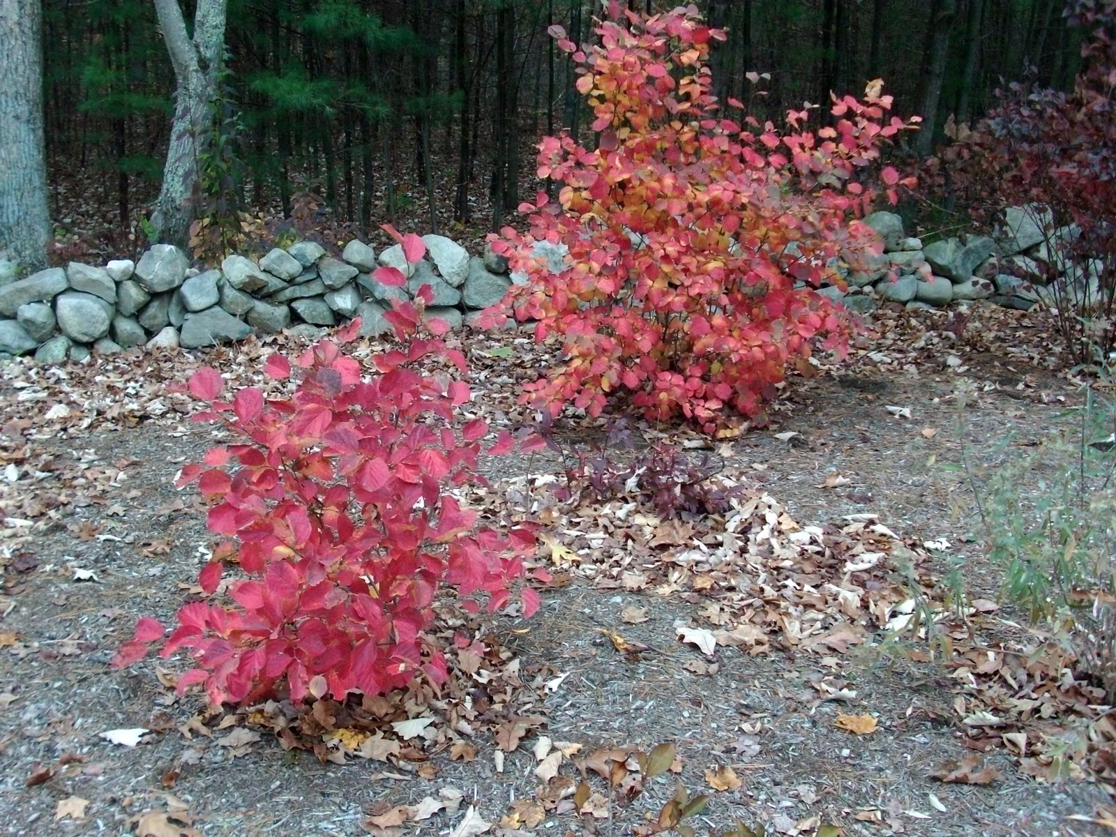 Great Native Shrubs Fothergilla Mt Airy And Blue Shadow