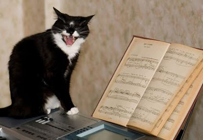 All cats can sing, but this one is better educated than most others Singing cat
