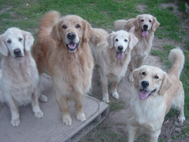 Our Goldens