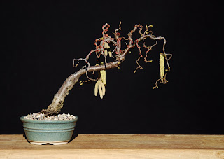 Twisted Hazel Bonsai