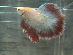 bettas passados