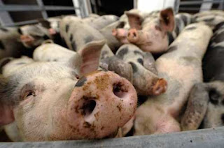 These pigs are feeling pinched. Ouch! It's too crowded!