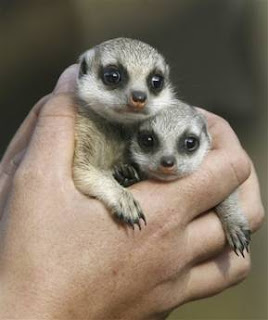 Zanzibar and Nairobi Meerkat at 28 days old
