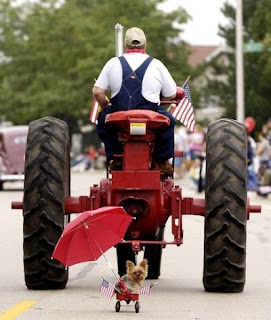 little Yorkie dog dragged along 4th of July parade route