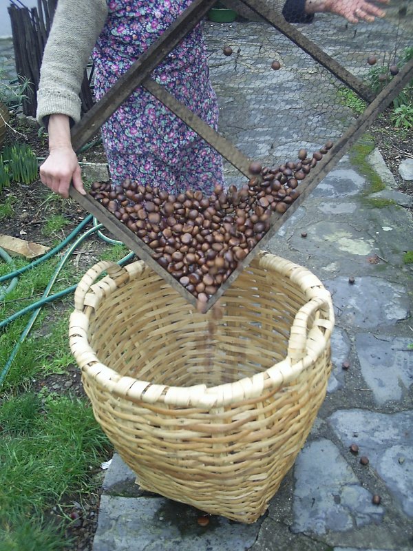 [PIC_0872_castanhas_secas.JPG]