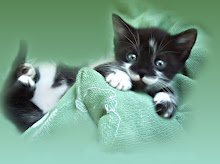 Diario Di Unanonima Gattara Come Rimuovere Una Zecca