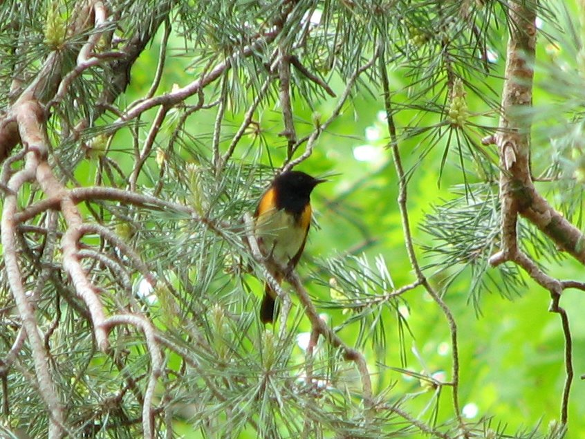[Redstart.bmp]