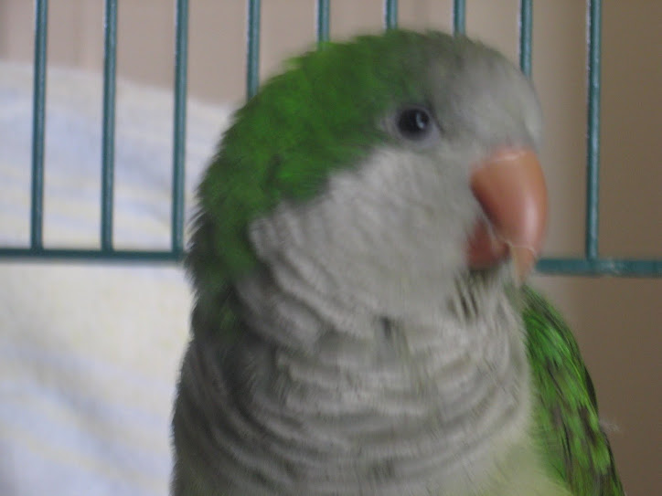My Bird Zazoo