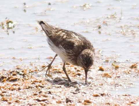 [Calidris_minutilla_4_XRemirez.jpg]