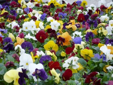 tips on choosing summer annuals home made beauty tips tips on choosing summer annuals home made beauty tips