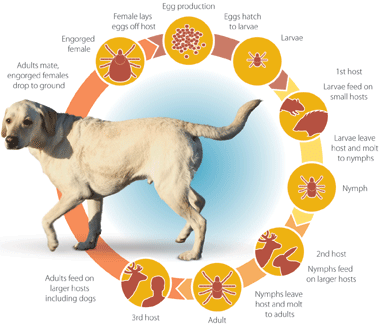 Lymes Disease Vaccine For Dogs Uk Lymes Disease Vaccine For Dogs Uk