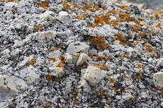 Close Up of Rocks-Granite and Lichen