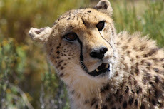 Magnificent Cheetah