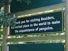 A Must for Penguin Lovers!
