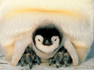Babies Penguin
